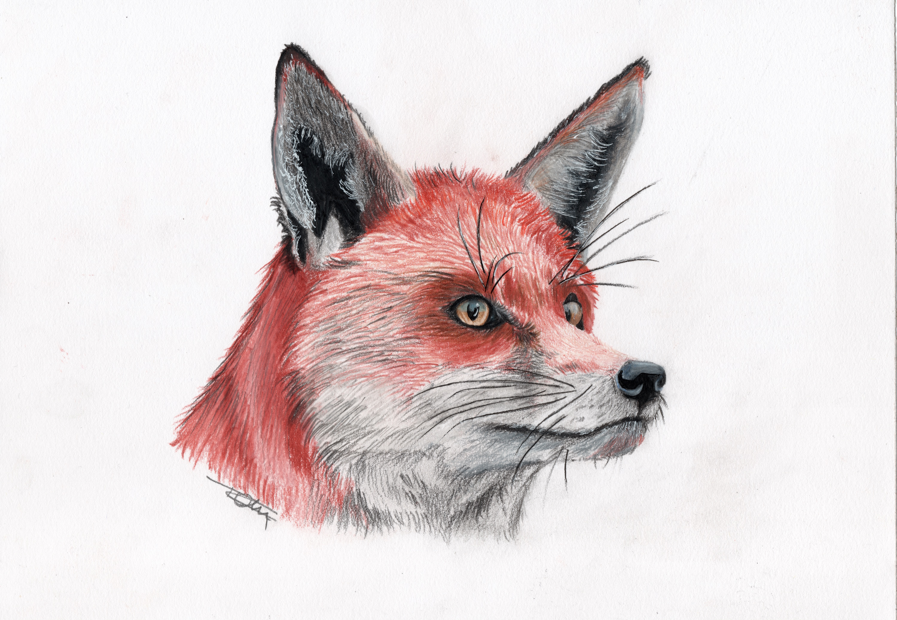 Renard roux / Vulpes vulpes - Manon Rolin