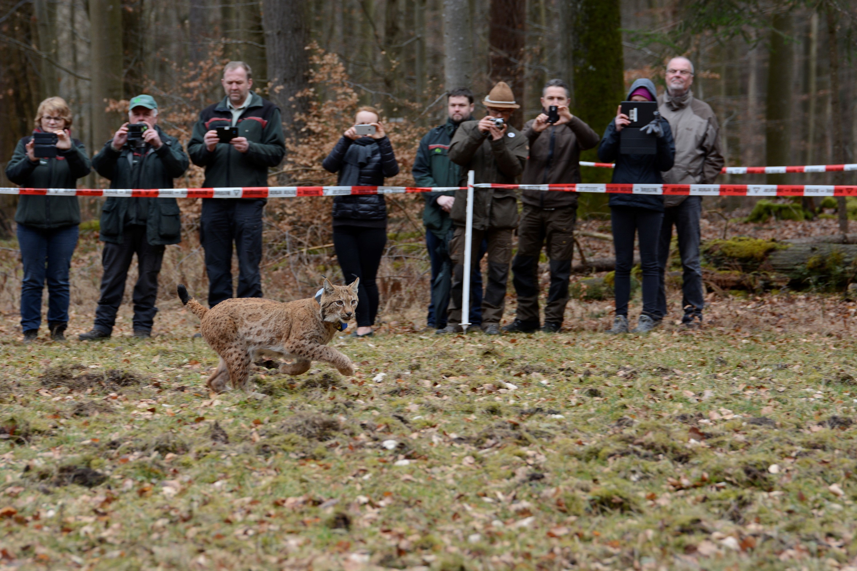 Photographie du Lynx Arcos lâché en 2017 dans le Palatinat en Allemagne et qui s'est installé dans les Hautes-Vosges - SNU Martin Greve 2017