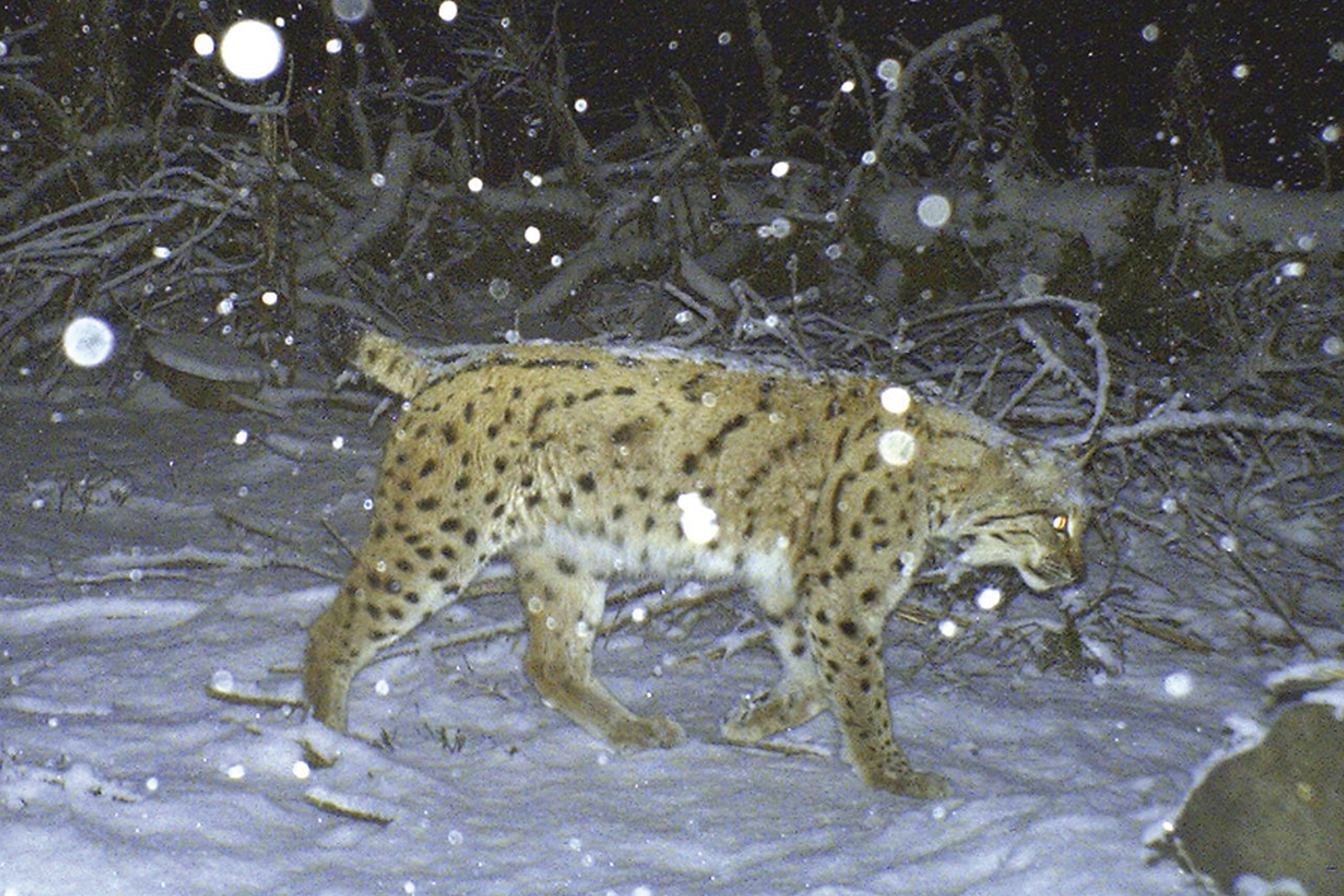 Photographie du Lynx Van Gogh prise en 2013 dans les Vosges Moyennes - CROC 2013