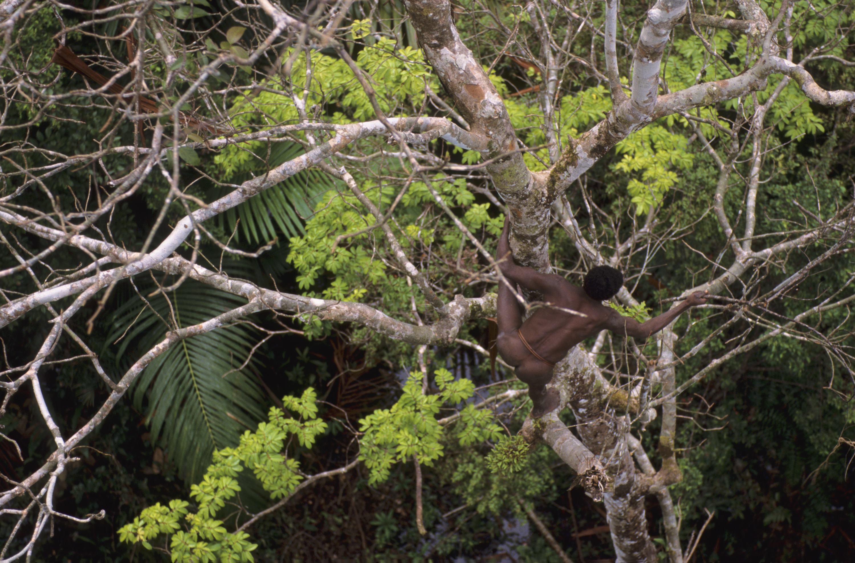 Le peuple des arbres_1 - Eric Baccega