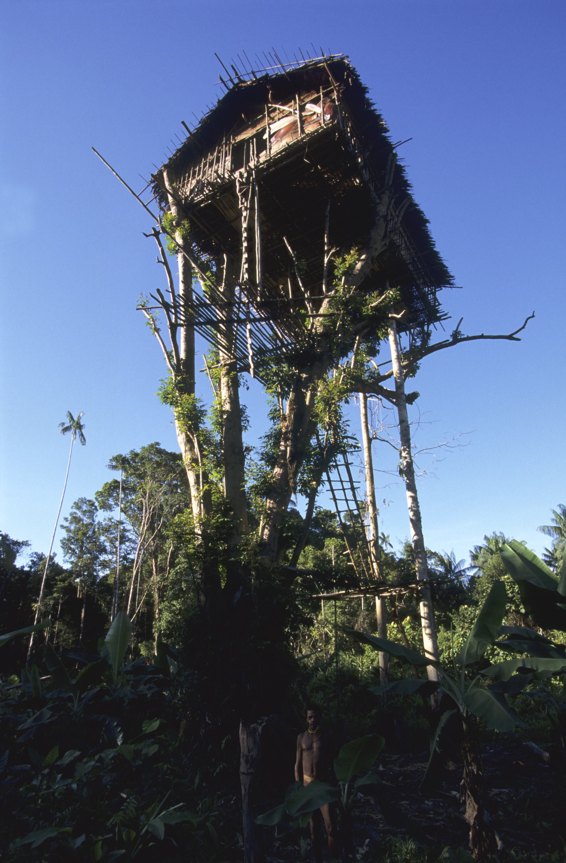 Le peuple des arbres_2 - Eric Baccega