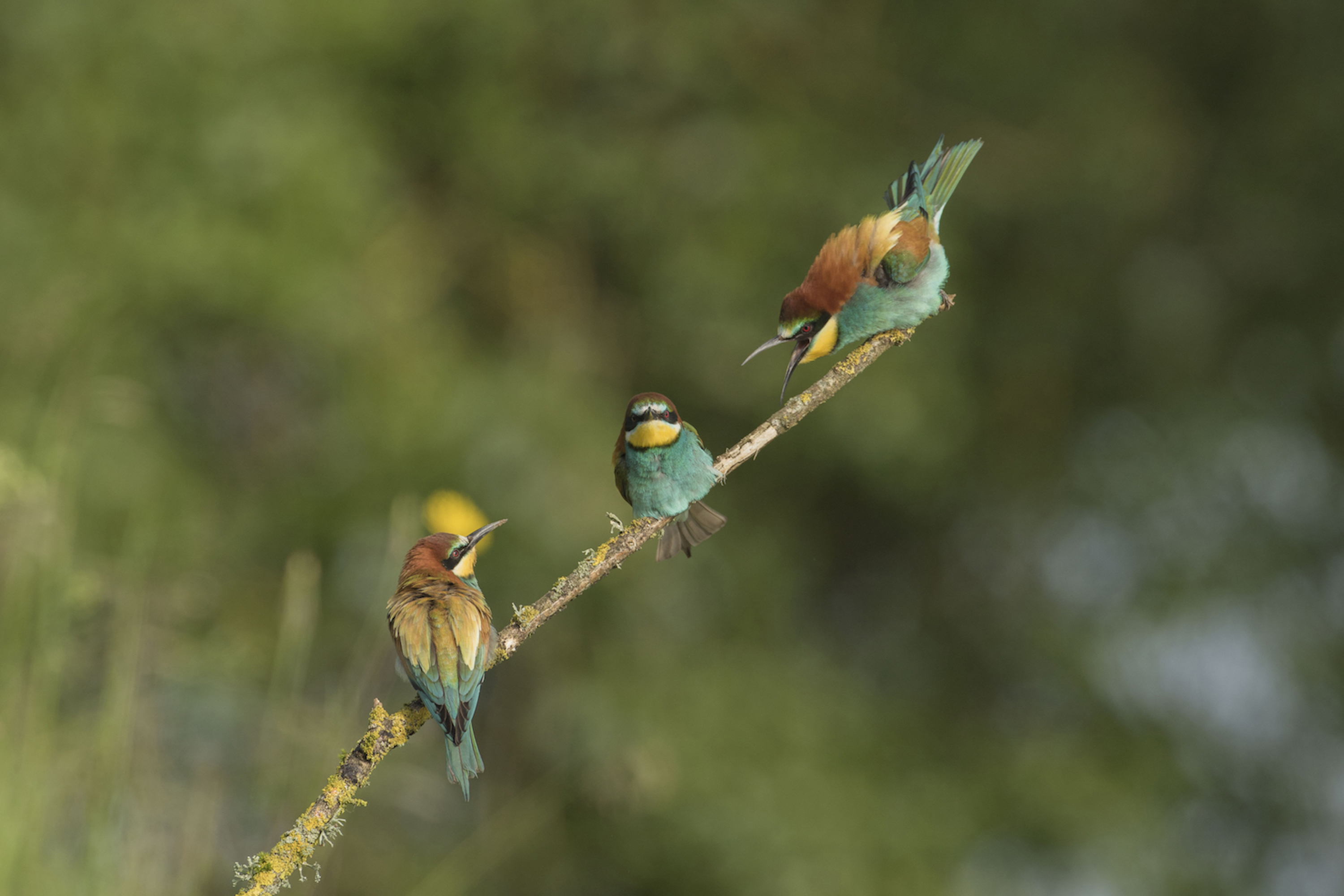 trio - ALAIN ALZY