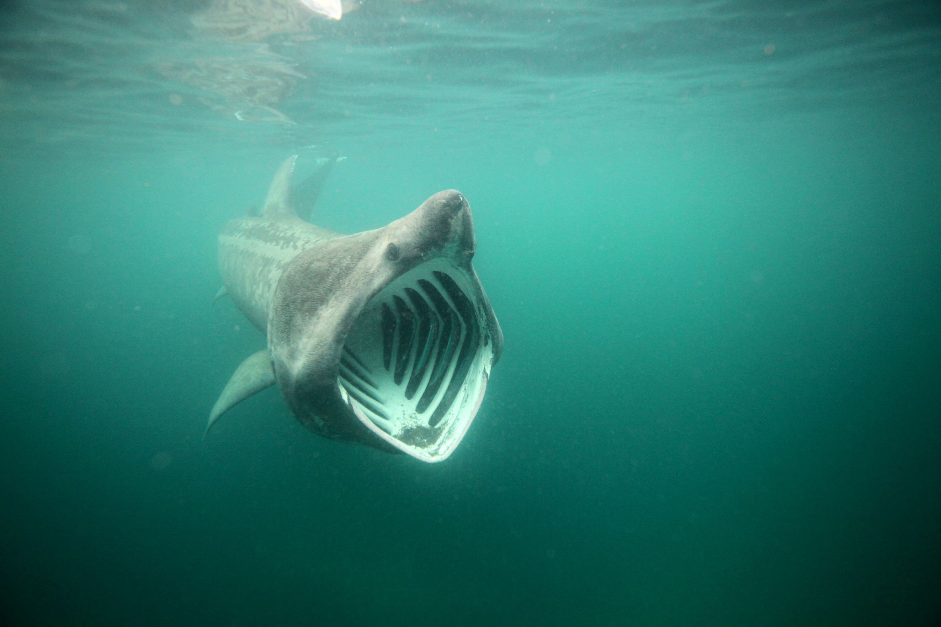 Requin pèlerin - Laurent Cocherel
