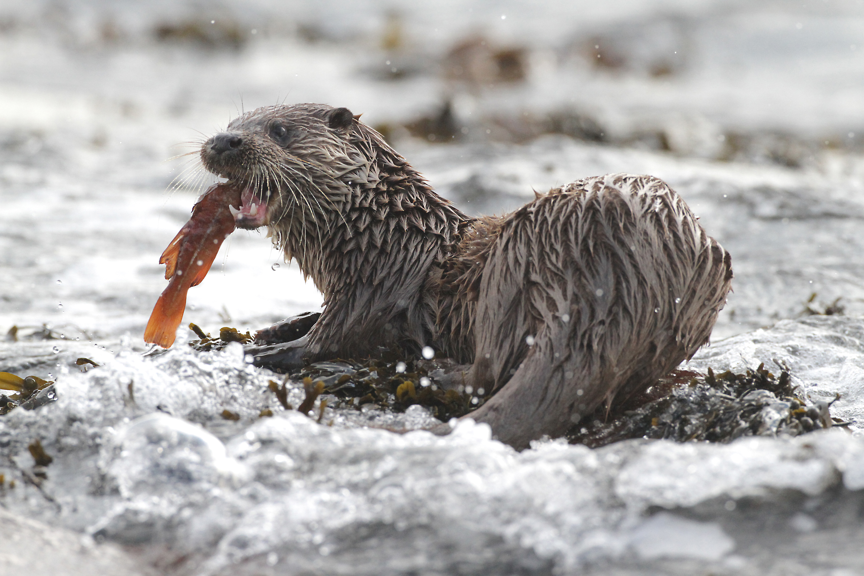 Loutre d'Europe - Laurent Cocherel