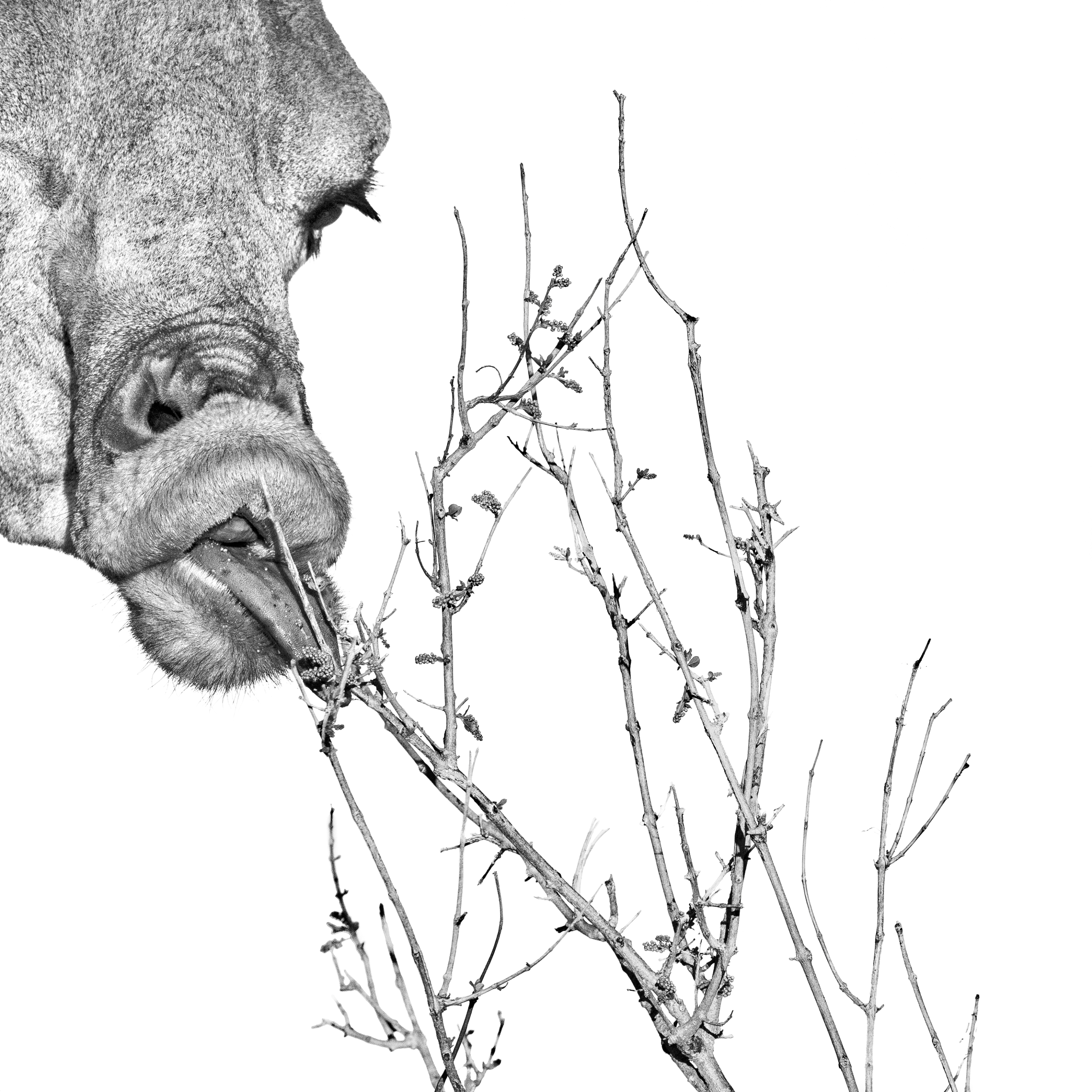 SPOMT Small Part Of My Tongue - FLORENCE DABENOC