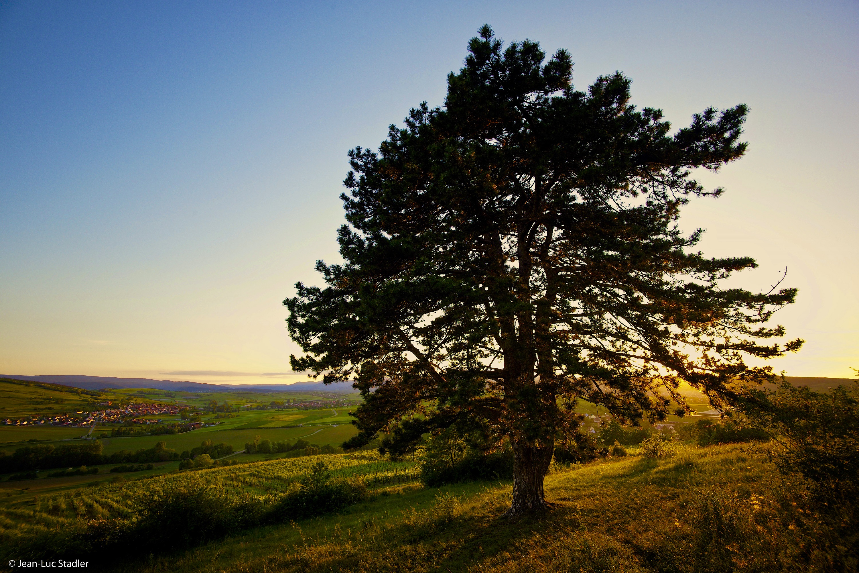 Mon arbre - Jean-Luc STADLER