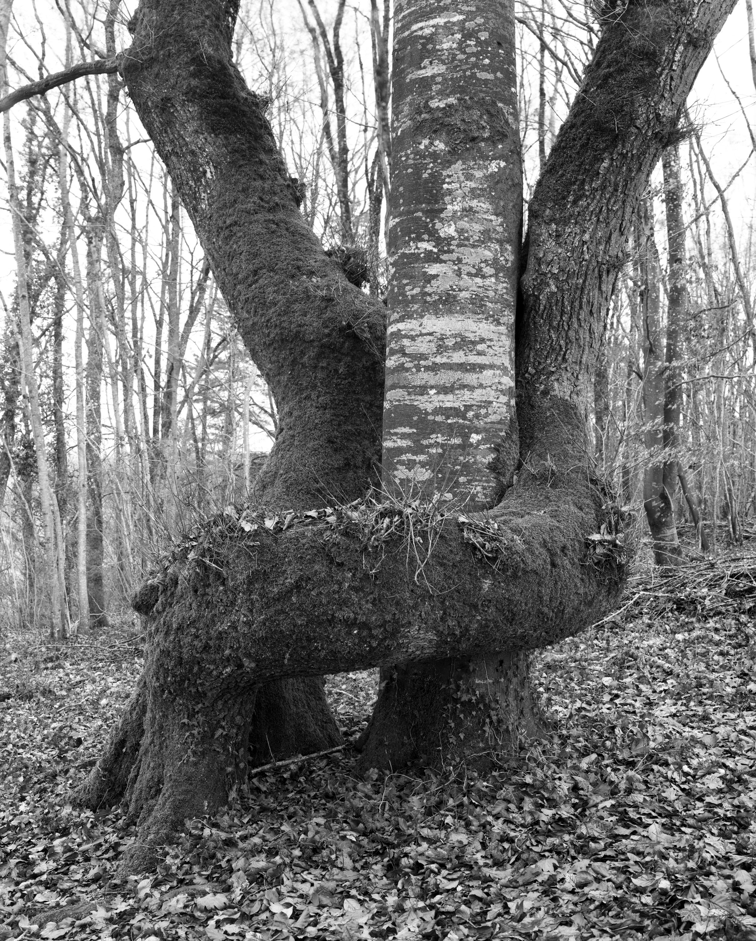 L'arbre Tourbillon - Pascal Bourguignon