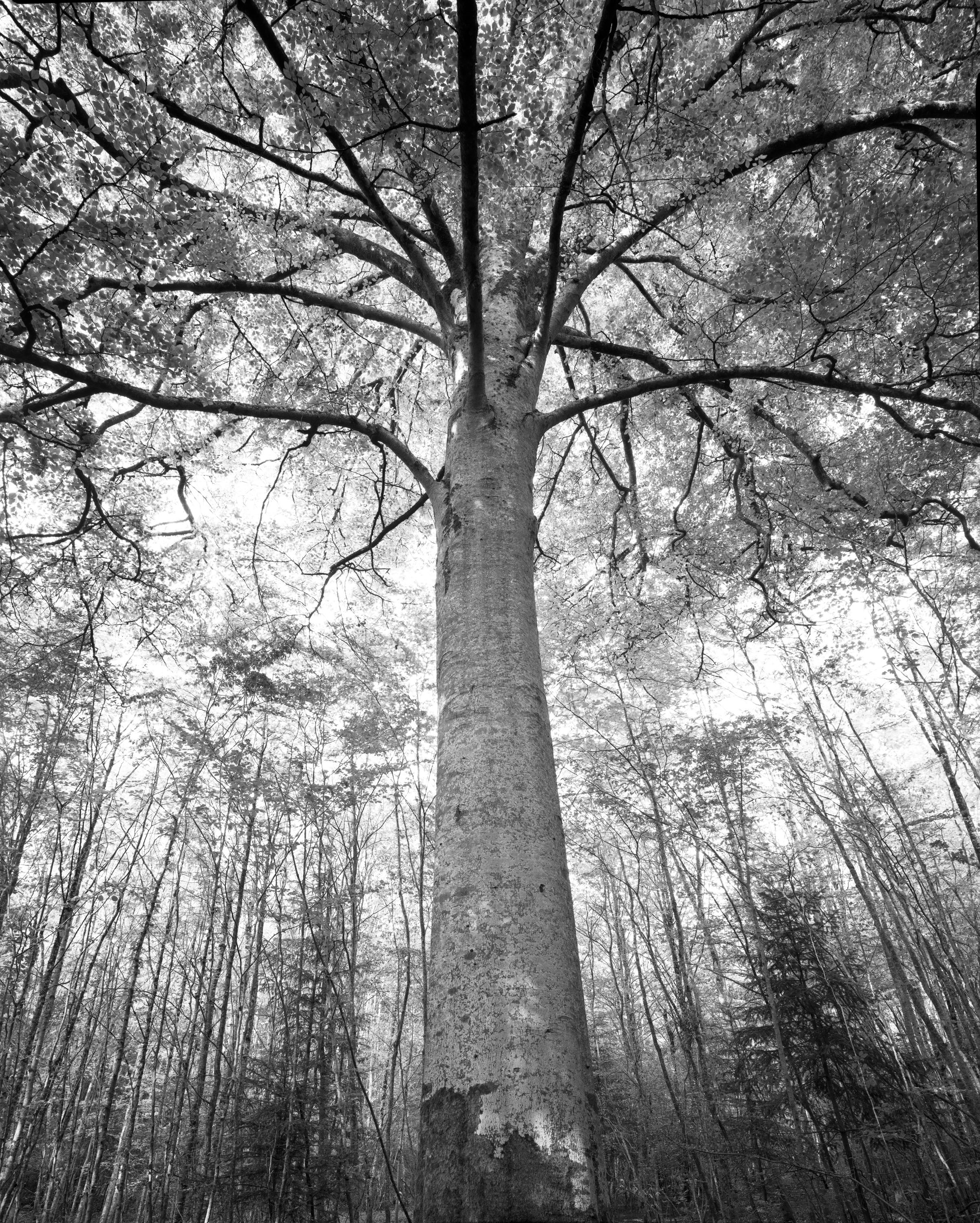 Hêtre en foret de Blinfey - Pascal Bourguignon