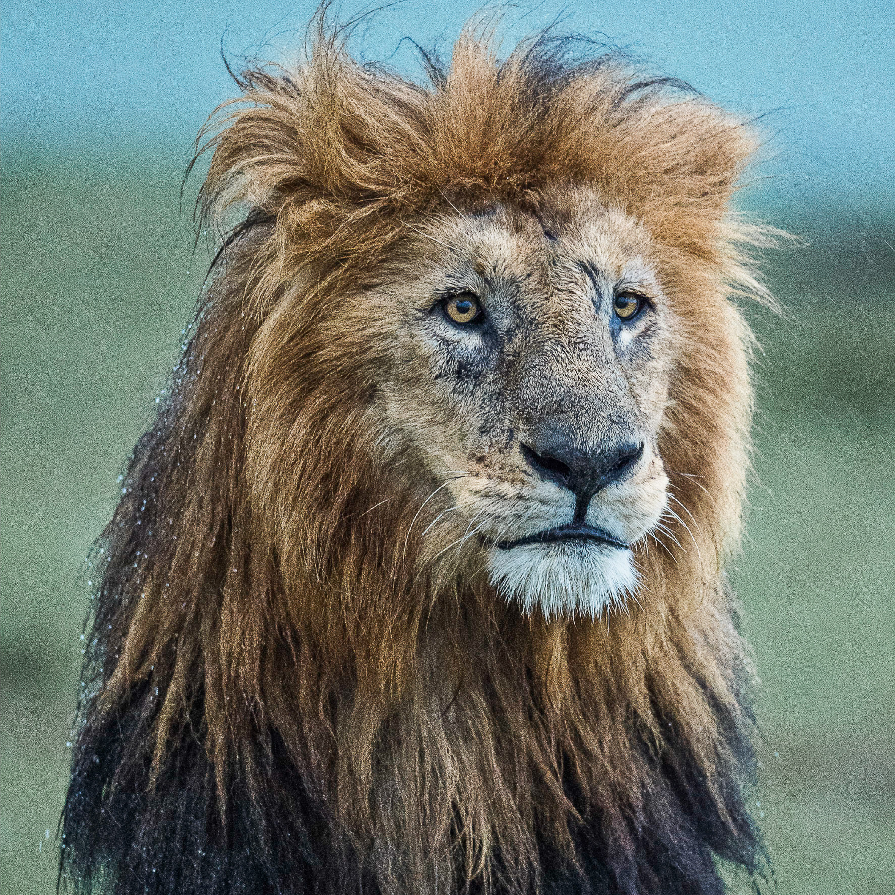 Lion sous la pluie - Lionel Maye