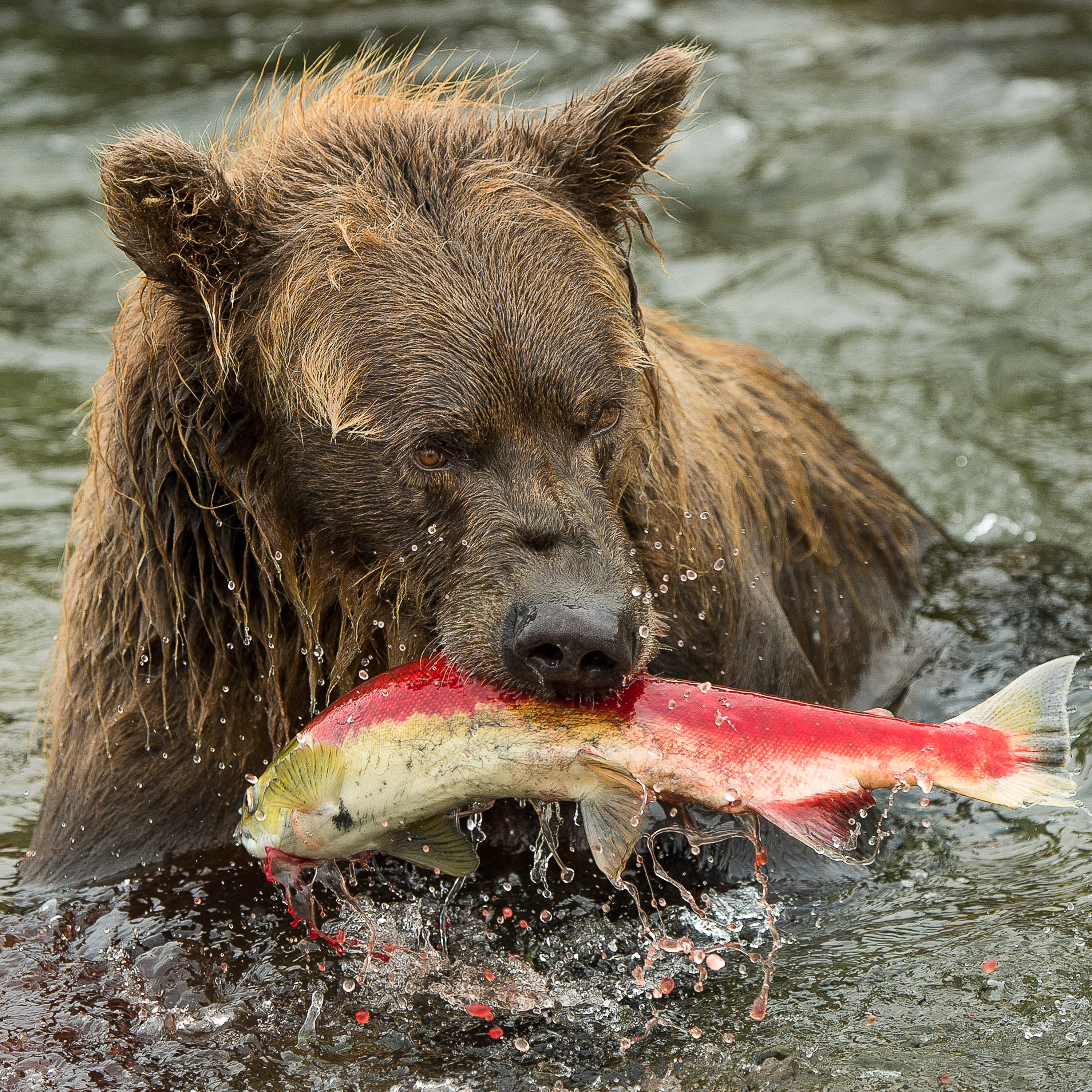 Le repas du Grizzly - Lionel Maye