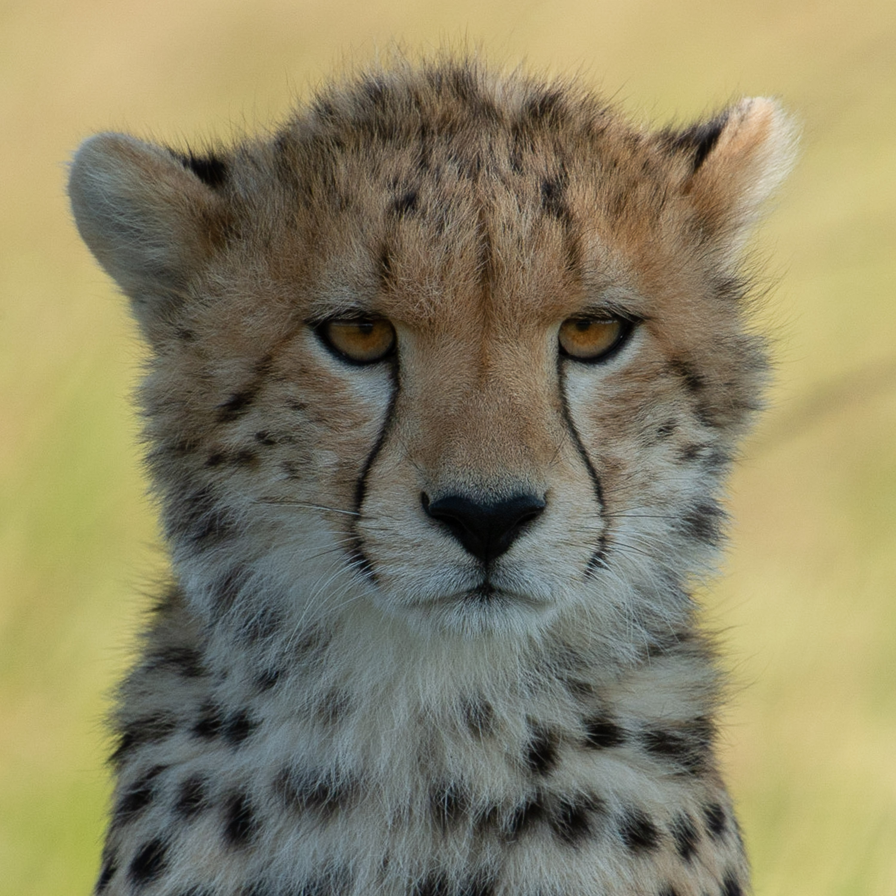 Jeune guépard - Lionel Maye