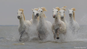 Montier Photo Festival