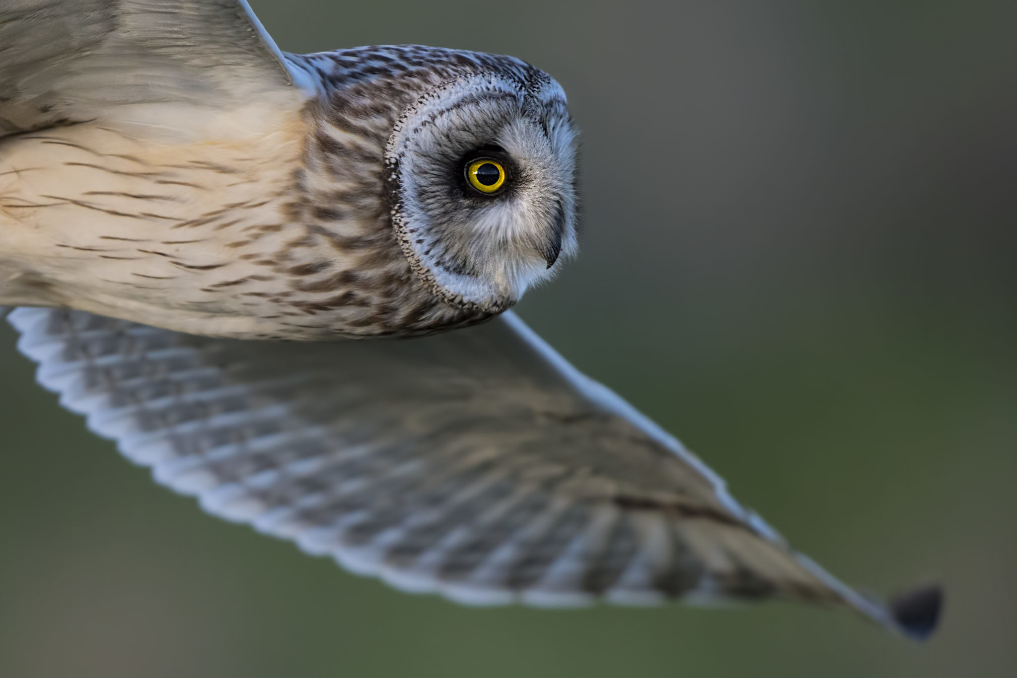 Hibou des marais - Phil Léger