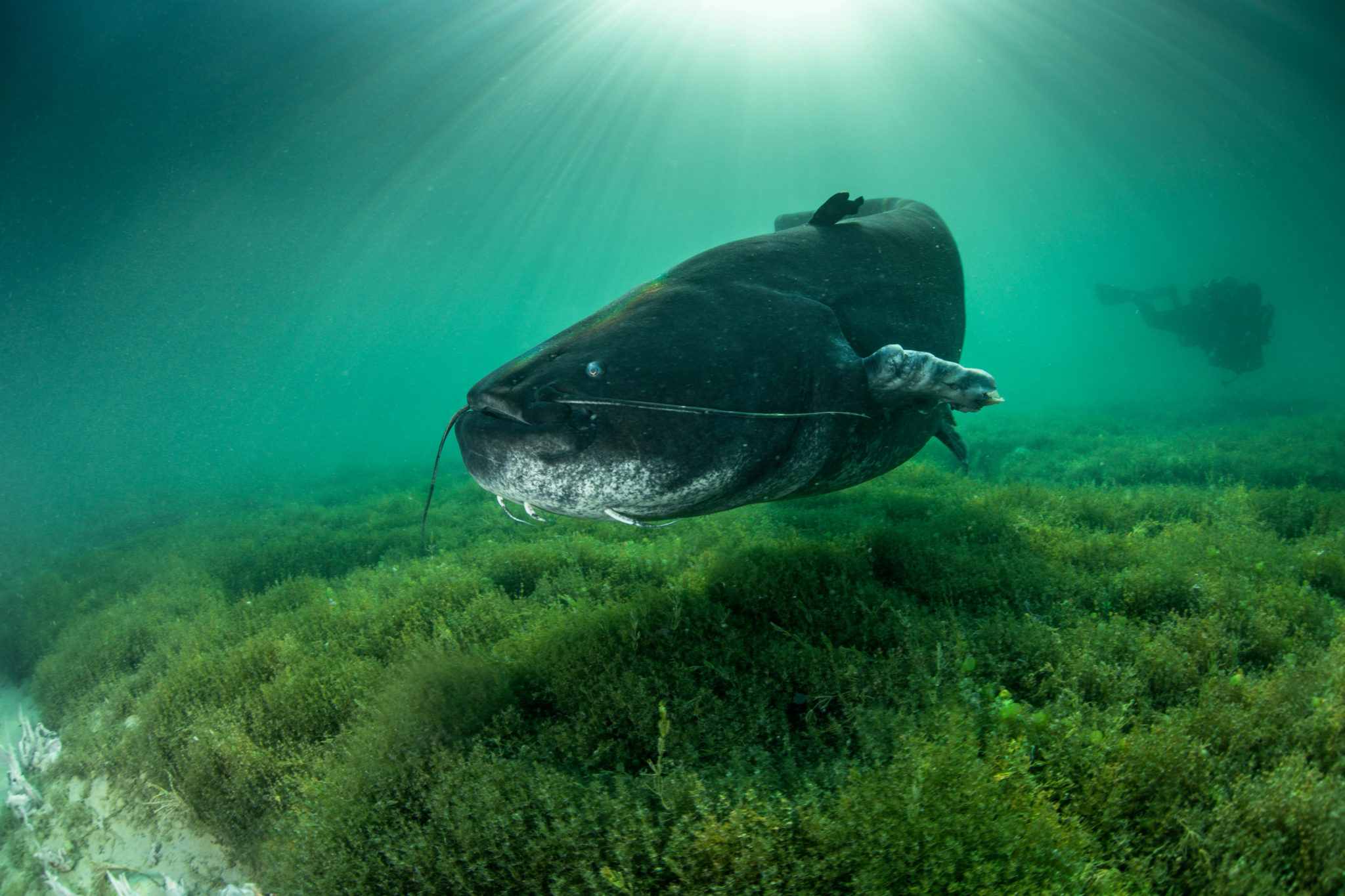 Lumière sur le plus gros poisson d'eau douce - Rémi MASSON