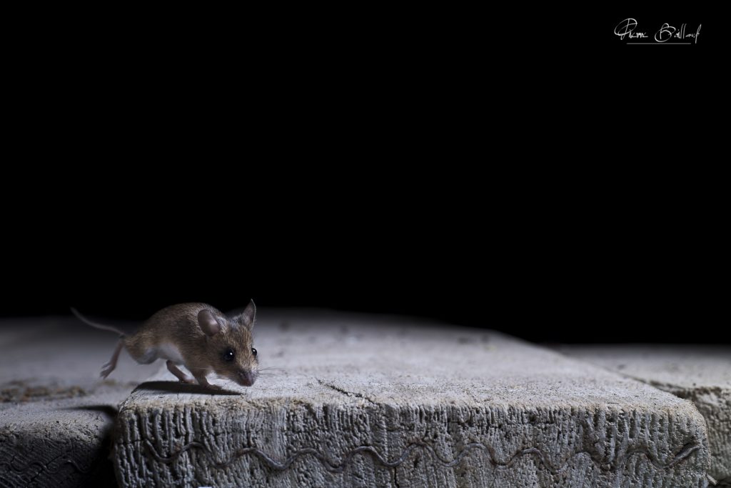 Souris à La Vie Exposant Montier Photo Festival