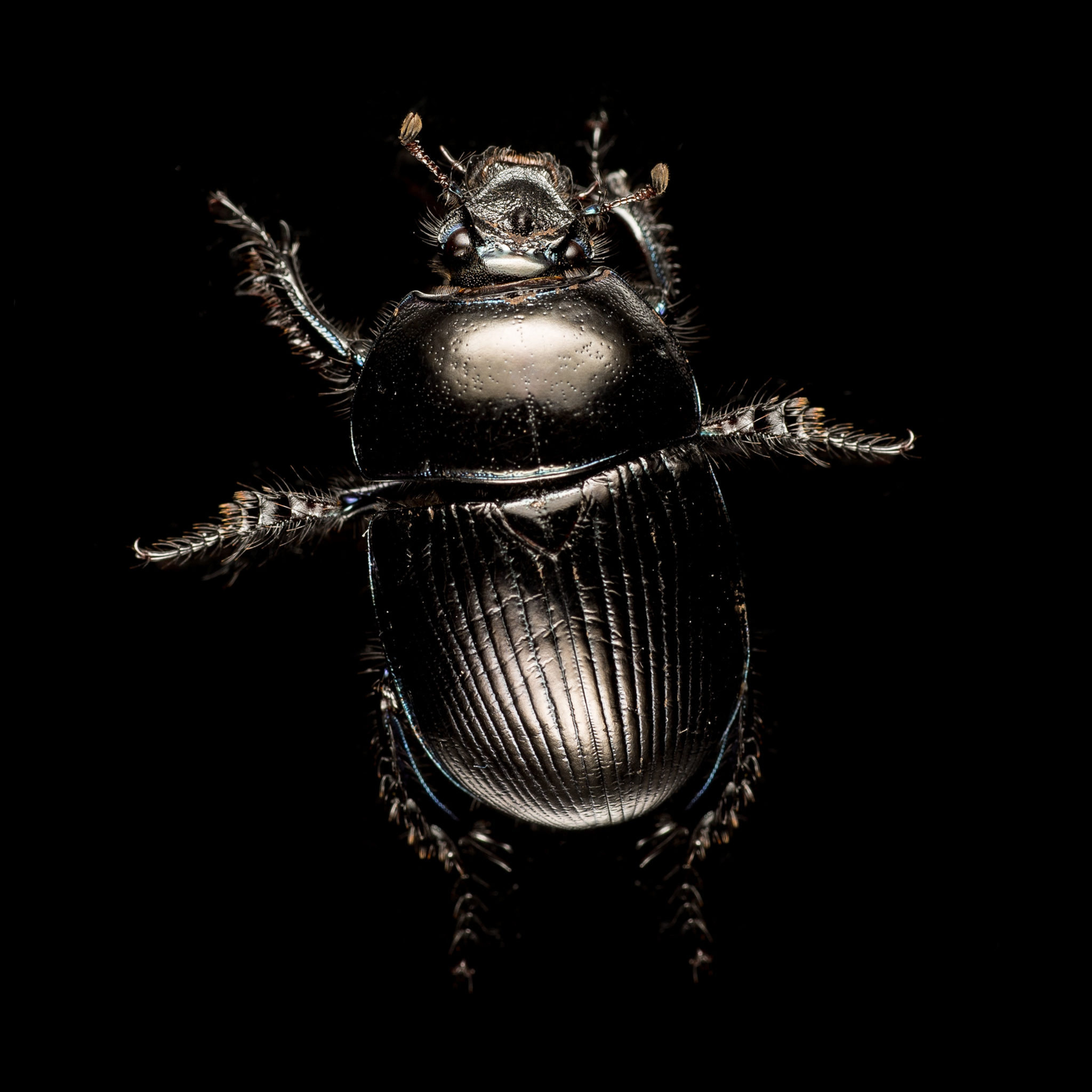 Anoplotrupes - bertrand bascoules