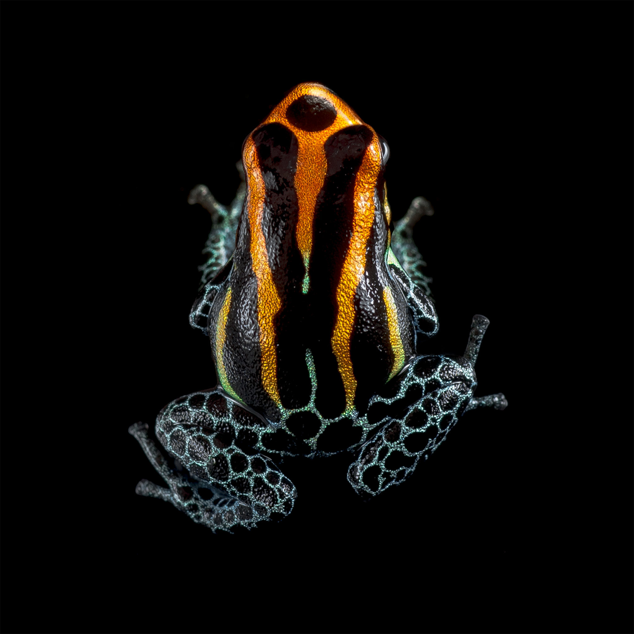 Ranitomeya - bertrand bascoules