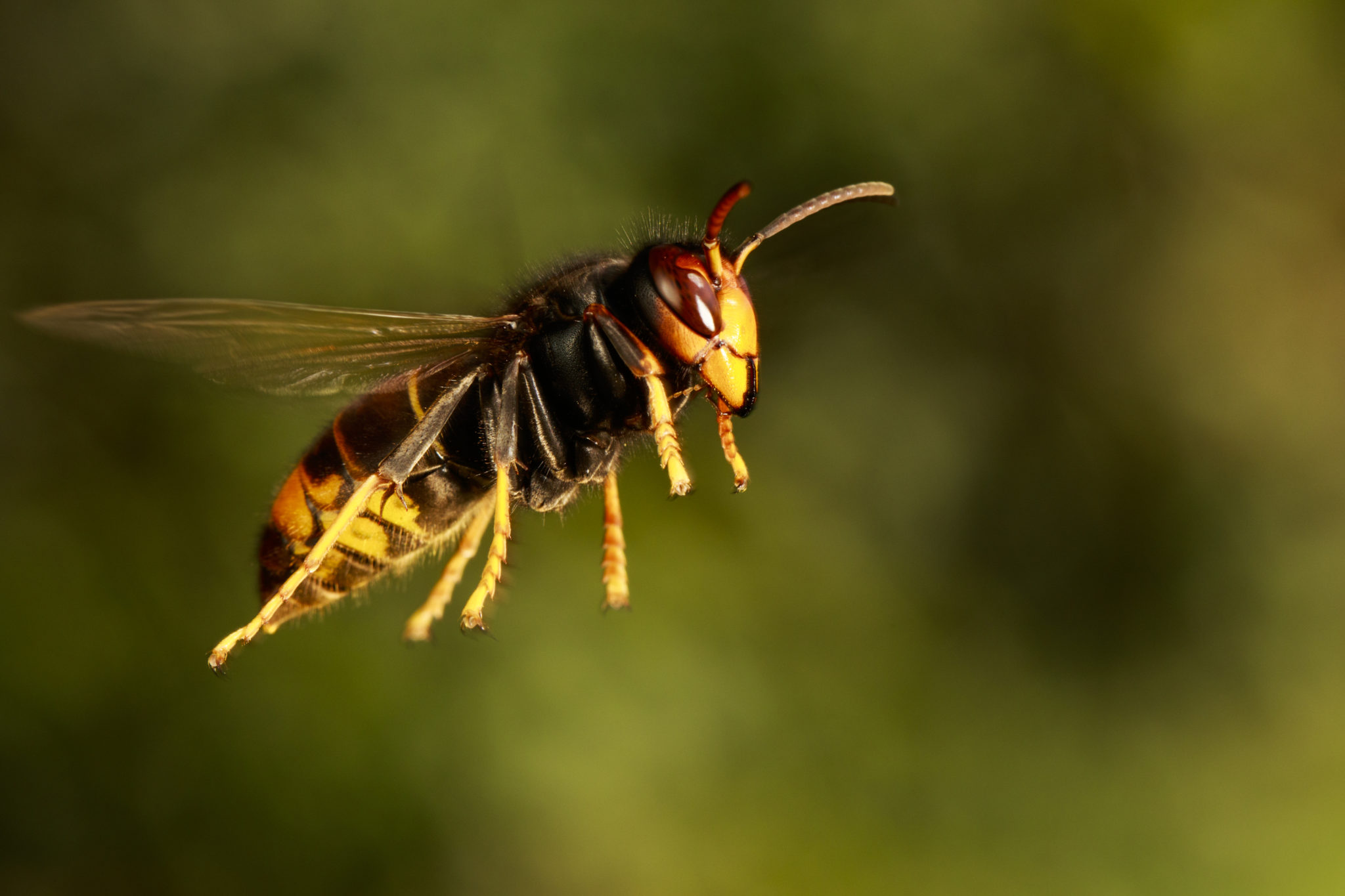 Frelon asiatique - Cyril Ruoso