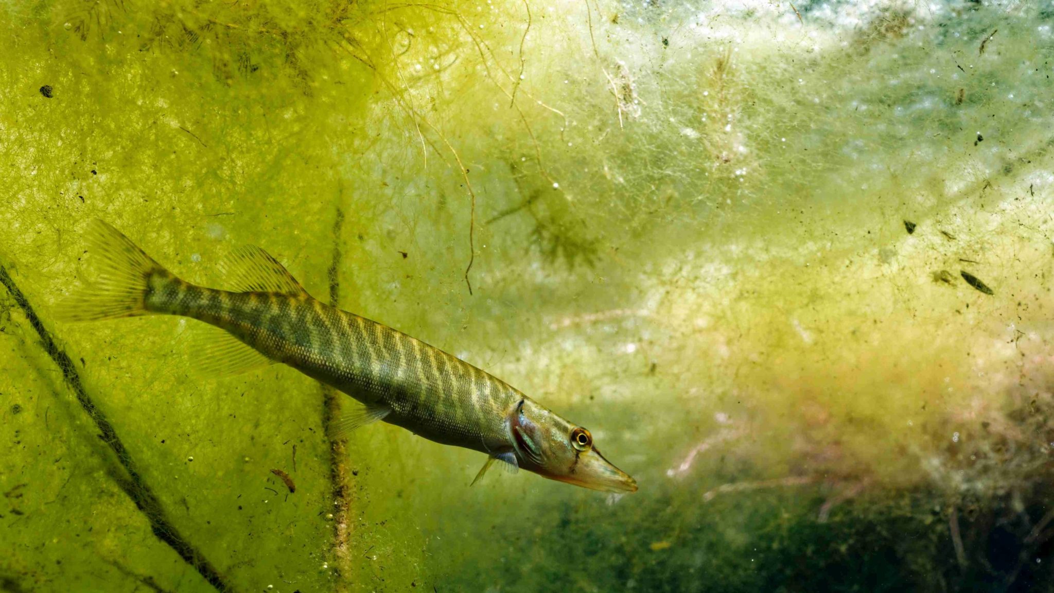 Le Brochet - FFAL