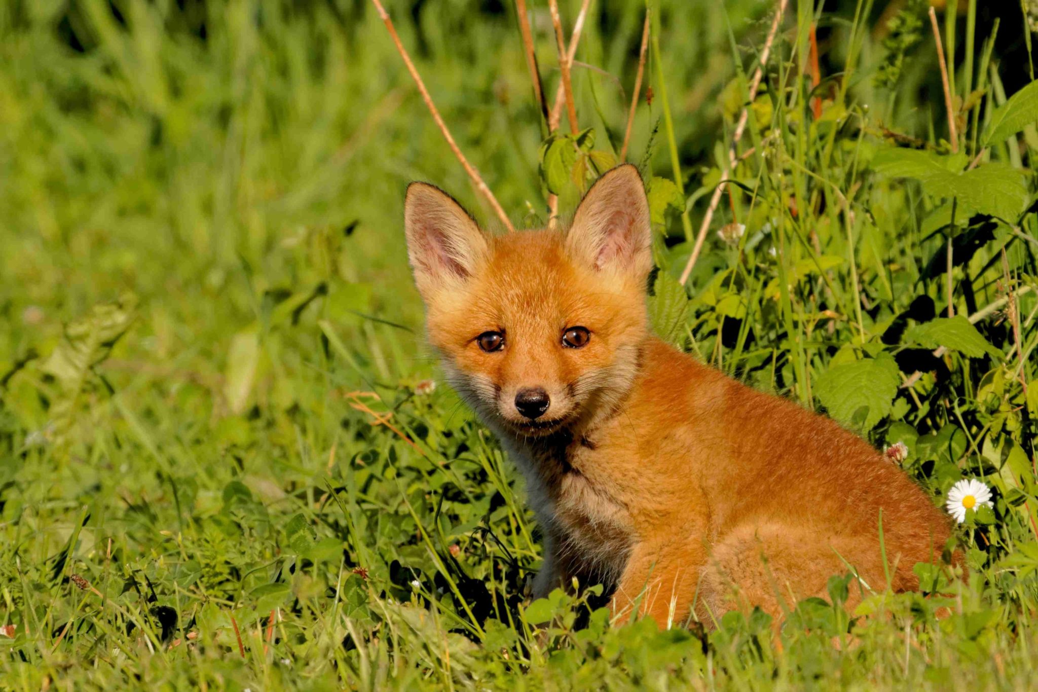 Le Renard roux - FFAL