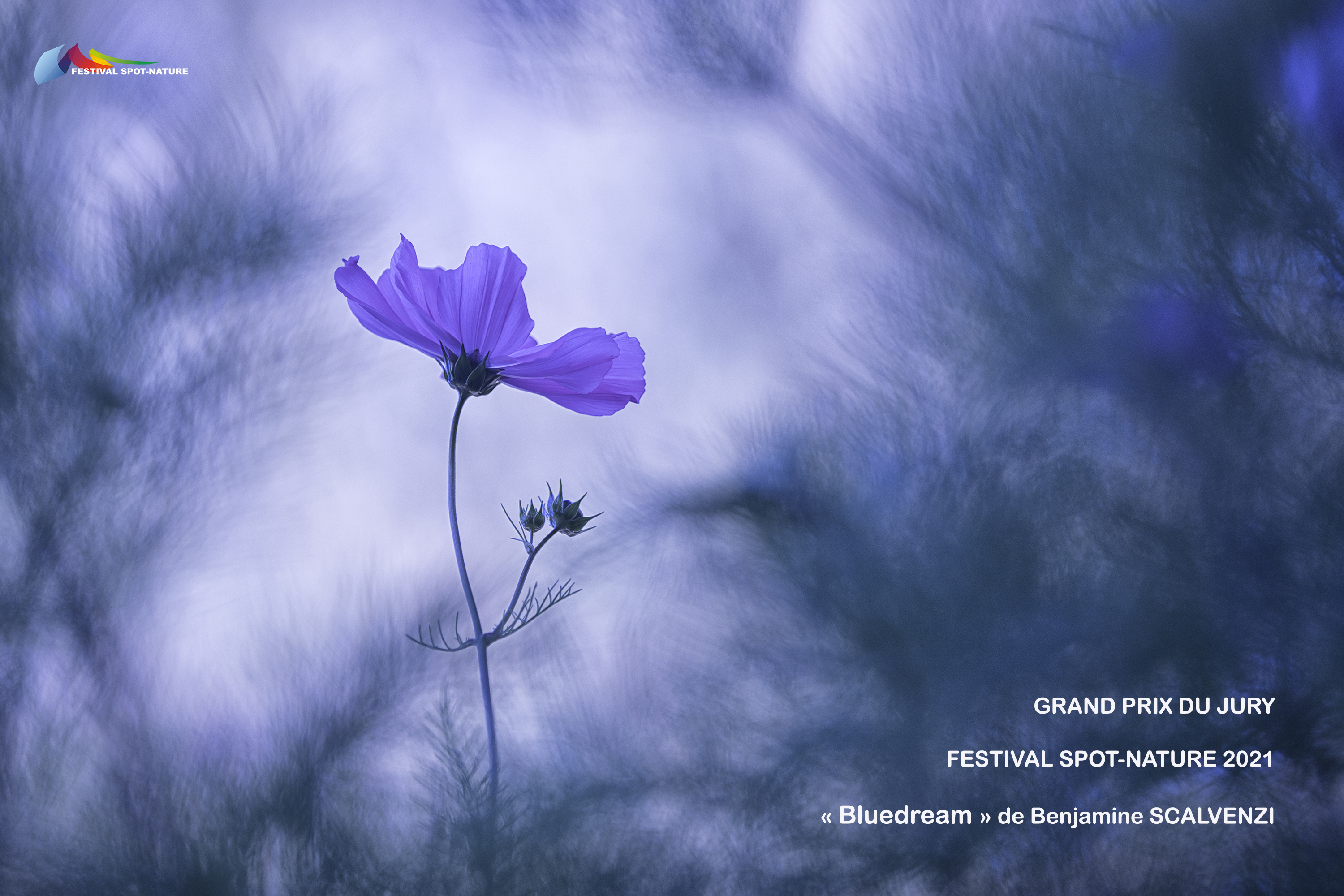 Blue dream - Benjamine Scalvenzi