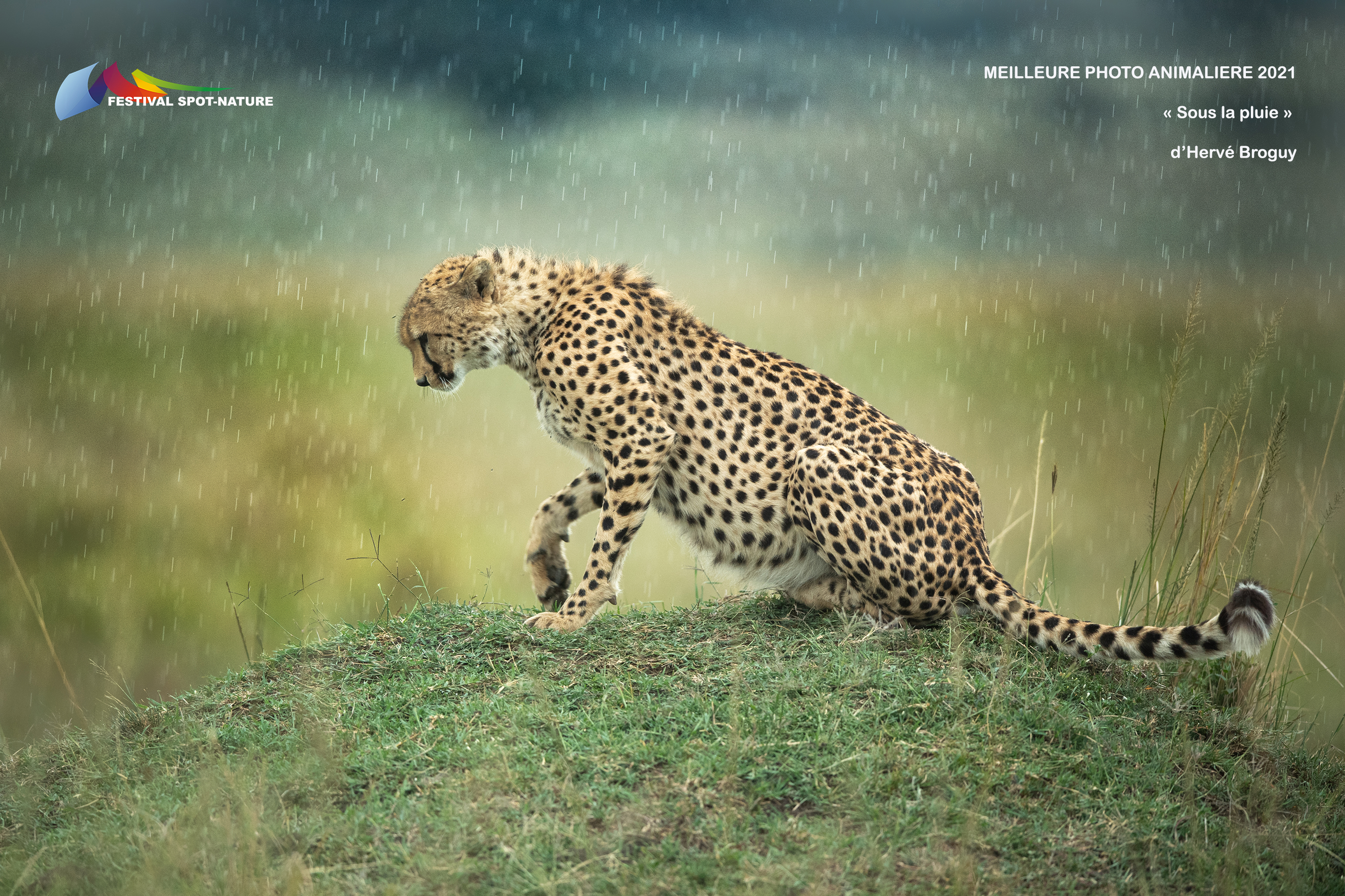 Sous la pluie - Hervé BROGUY