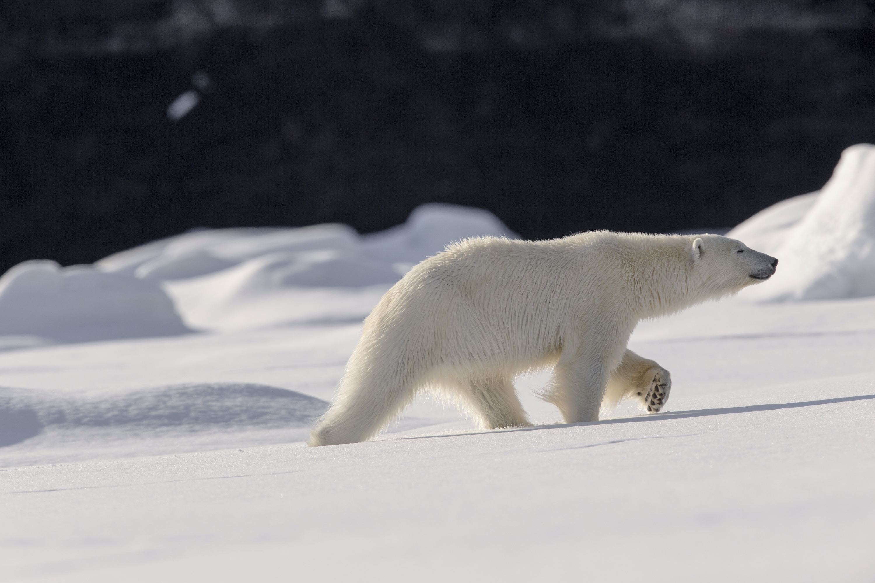 Norvège/Svalbard/Ours polaire - Michel Rawicki