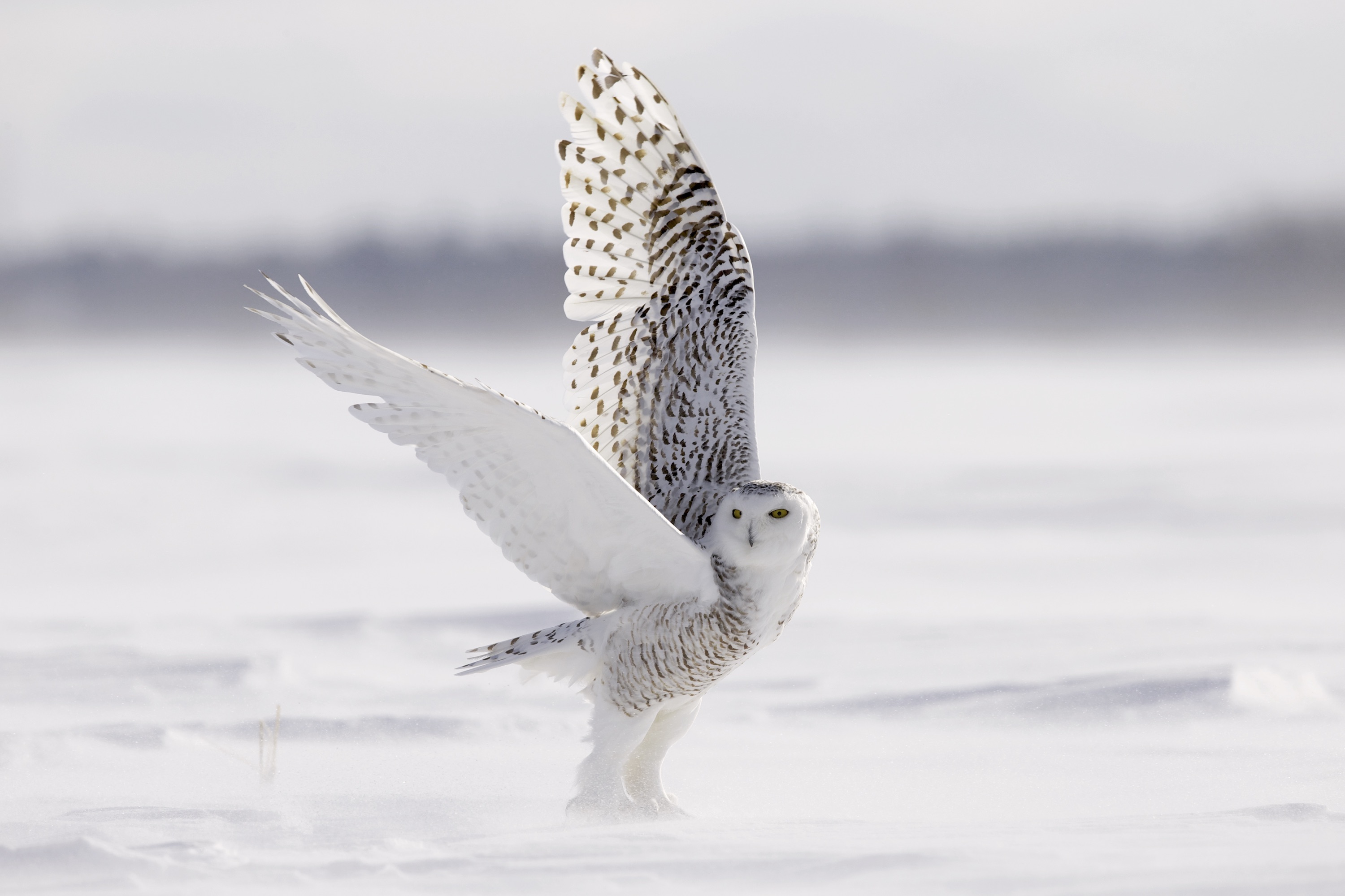 Canada/Ontario/Chouette Harfang - Michel Rawicki