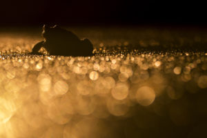 Montier Photo Festival