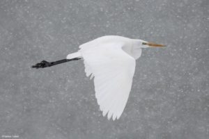 Montier Photo Festival