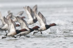 Montier Photo Festival