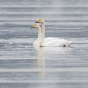 Montier Photo Festival