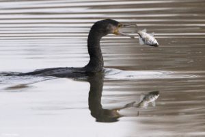 Montier Photo Festival