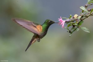 Montier Photo Festival