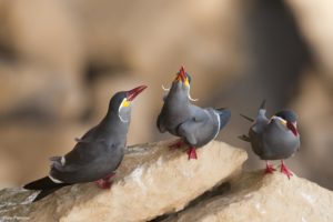 Montier Photo Festival