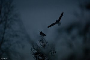 Montier Photo Festival