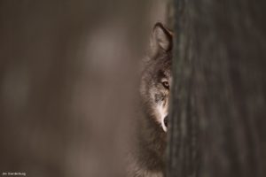 Montier Photo Festival