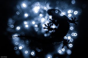 Montier Photo Festival