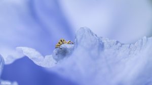 Montier Photo Festival