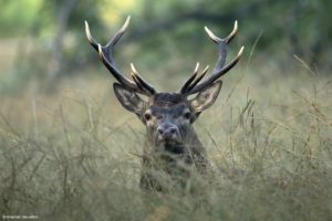 Montier Photo Festival