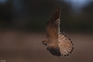 Montier Photo Festival