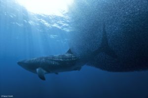 Montier Photo Festival