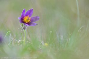 Montier Photo Festival
