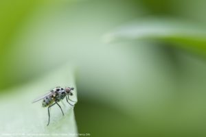 Montier Photo Festival