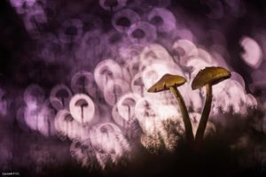 Montier Photo Festival