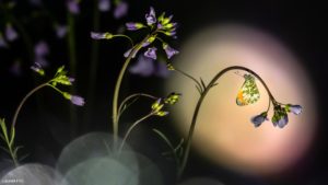 Montier Photo Festival