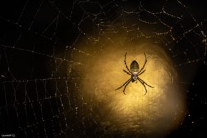 Montier Photo Festival