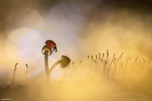 Montier Photo Festival