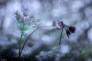 Montier Photo Festival