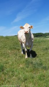 Blonde d'Aquitaine - Jeunes Agriculteurs Haute-Marne